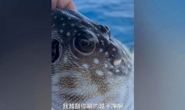 河豚视频,探索海洋生物的奇妙世界