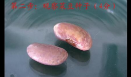 观察种子的结构实验视频,实验视频揭示种子结构全解析